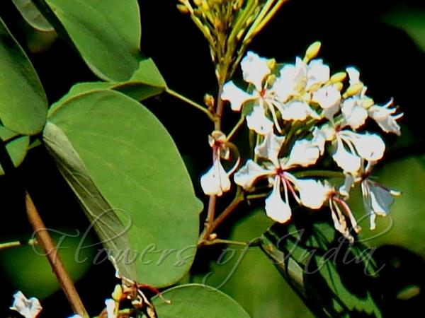 Glaucous Climbing Bauhinia